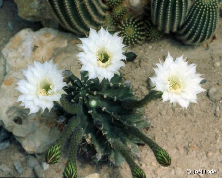 Echinopsis tubiflora JLcoll.1462